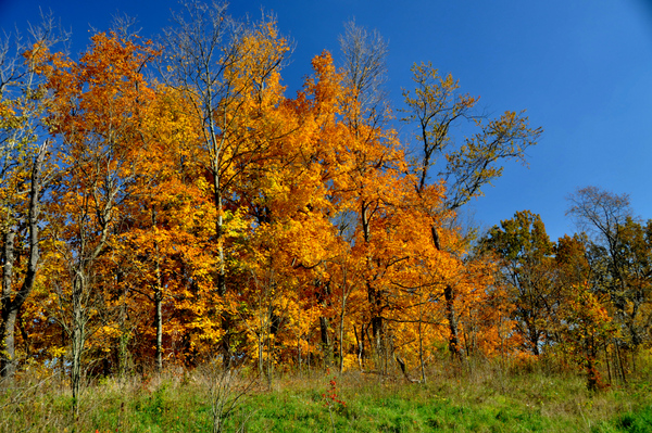 Autumn trees
