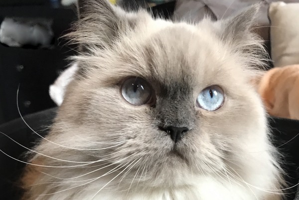 Himalayan cat Tyler